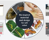 us patent bioinspired horizontal self burrowing robot